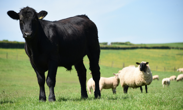 Research Shows Welsh Farmers Adapting to New Challenges