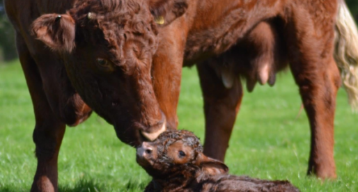 Proof of Concept Farms Trial New Technology During Calving