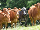 Steady Long-Term Outlook for Beef Sector Despite Short-Term Pressures