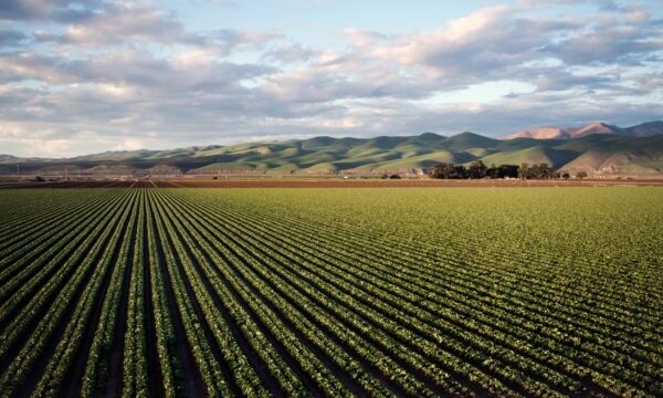 crops agriculture food and drink banner