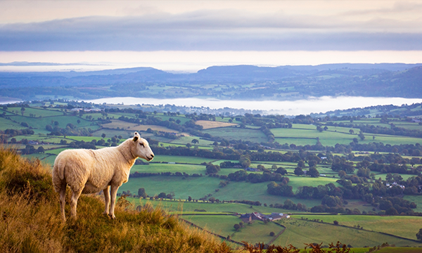 Rural Wales Want Farmers to be Supported to Tackle the Climate and Nature
