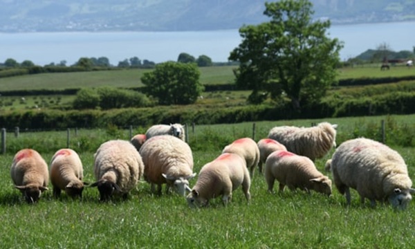 farm sheep EID Cymru