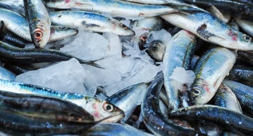 Fisheries Grant Announced in Wales to Help Fishing Sector