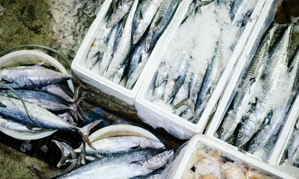 New Financial Support for UK Fishing Businesses
