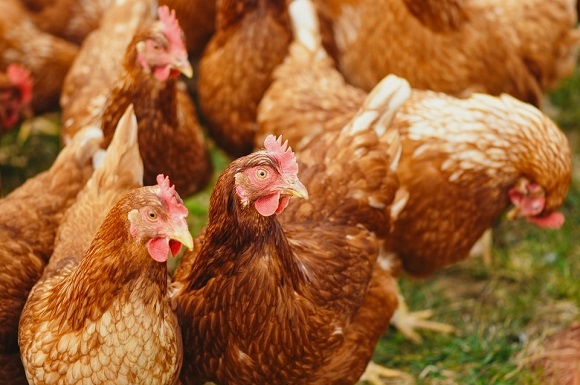 UK Secures Markets Access to Japan for Exports of Poultry Meat