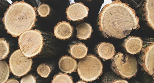 40 Jobs Saved after Flintshire Tree-Cutting Firm Buy-Out