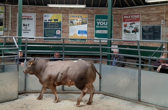 Livestock Markets Ask for Continued Understanding from Farmers
