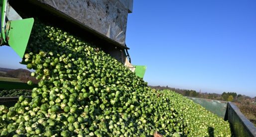 Doubts Over Sprouts? Welsh Don’t Know How Brussels Sprouts are Grown