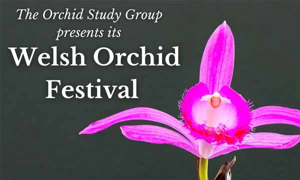 Aberglasney Delighted to Host Welsh Orchid Festival
