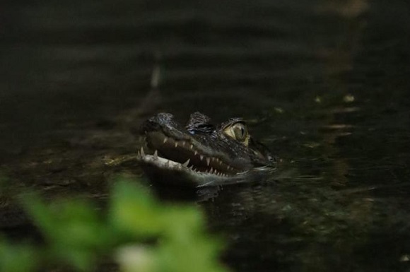 Plantasia Launches Wales’ Only Crocodile Feeding Experience