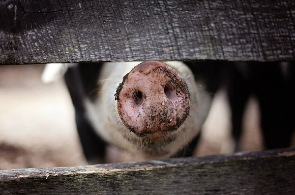 Pig Throughput Rises as Sheep and Cattle Numbers Dip