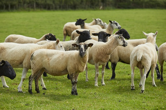 Pilgrim’s UK Backs British Lamb with the Purchase of Randall Parker Foods