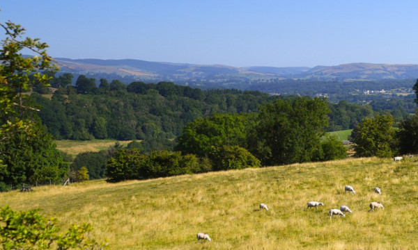 First Wales Wildlife and Rural Crime Strategy to be Launched