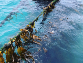 Welsh Seaweed Turning the Tide on Nutrition