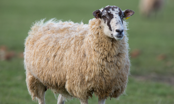 Blowfly Strike Could Cost More than £200 for Every Lamb Lost