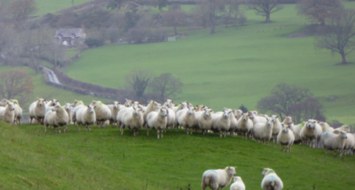 Wales Launches First Nationwide Test & Treat Project for Sheep Scab