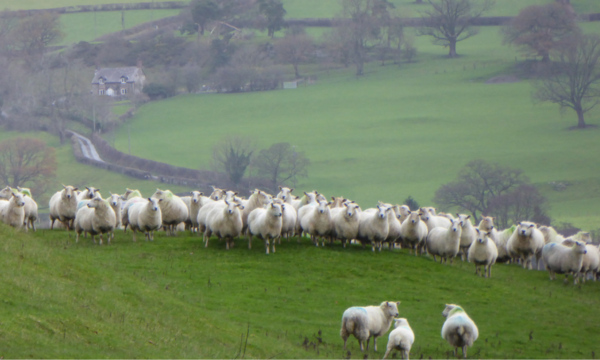 Wales Launches First Nationwide Test & Treat Project for Sheep Scab