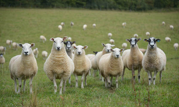Export Success for Sheep Meat in 2020