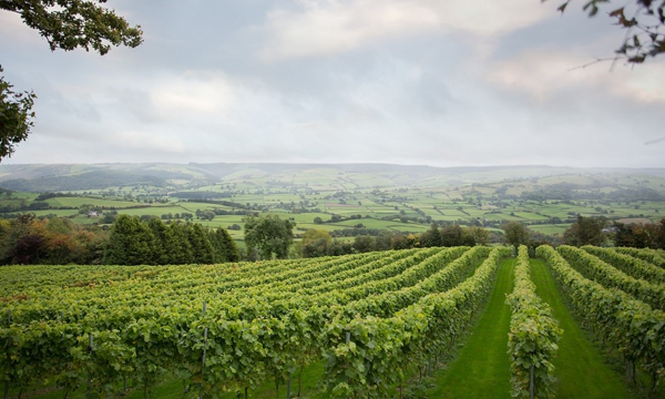 Sustainable Farming Methods to Help UK Vineyards Thrive