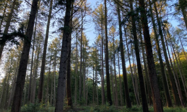 WoodBUILD 2023: Trees, Timber & the Transition to Zero Carbon